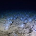 Czortwie Jaksienazywajus Canariensis